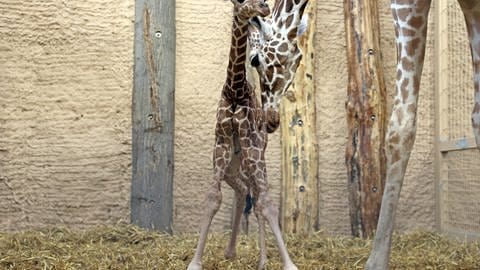 Das wenige Stunden alte "Sonntagskind" im Zoo in Karlsruhe: Giraffenbaby und Mama Wahia in ihrem Gehege