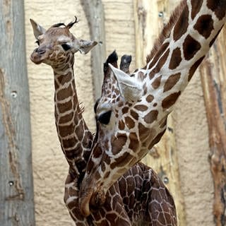 Nachwuchs bei den Giraffen im Karlsruher Zoo. Die kleine Netzgiraffe kam am frühen Sonntagmorgen zur Welt.