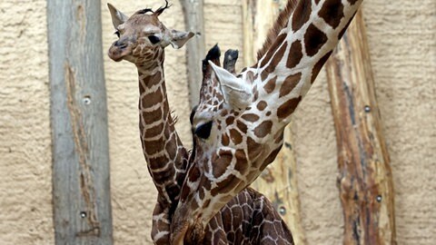 Nachwuchs bei den Giraffen im Karlsruher Zoo. Die kleine Netzgiraffe kam am frühen Sonntagmorgen zur Welt.