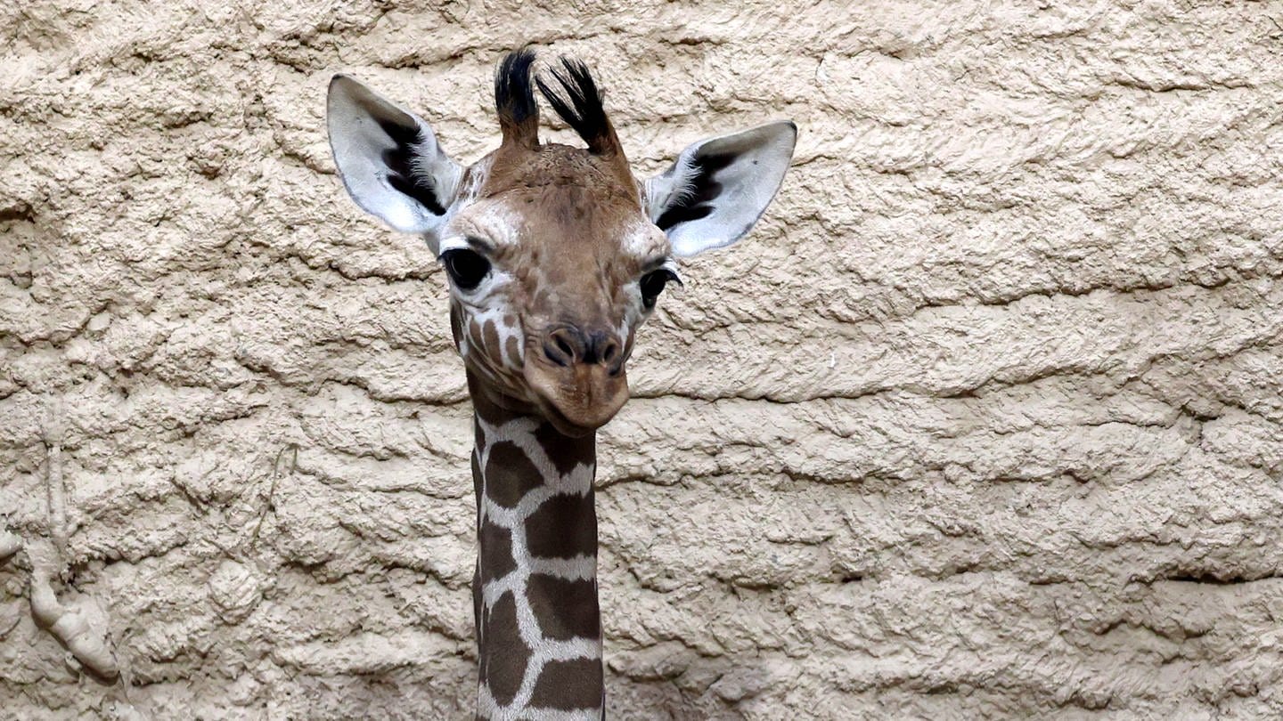 Der wenige Tage alte Giraffenbulle aus dem Zoo Karlsruhe im Portrait