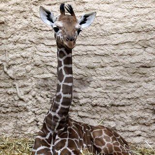 Der wenige Tage alte Giraffenbulle aus dem Zoo Karlsruhe im Portrait