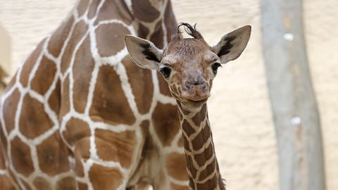 Der Giraffenbulle, der am Sonntagmorgen im Zoo Karlsruhe geboren wurde. 