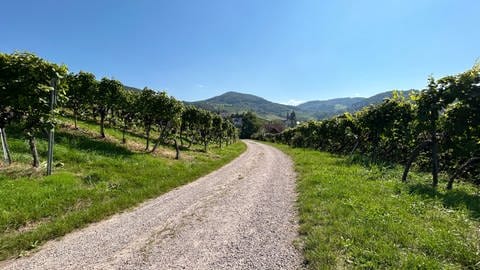 Ein Weinberg in Sasbachwalden. Viele Touristen kommen hier wegen der schönen Aussicht her.