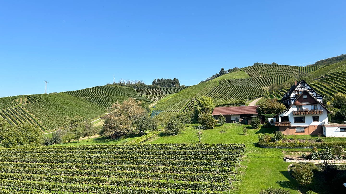 Auf einem Weinberg in Sasbachwalden gibt es Lücken, auf denen kein Wein angebaut wird.