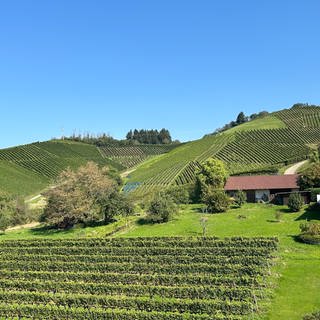 Auf einem Weinberg in Sasbachwalden gibt es Lücken, auf denen kein Wein angebaut wird.