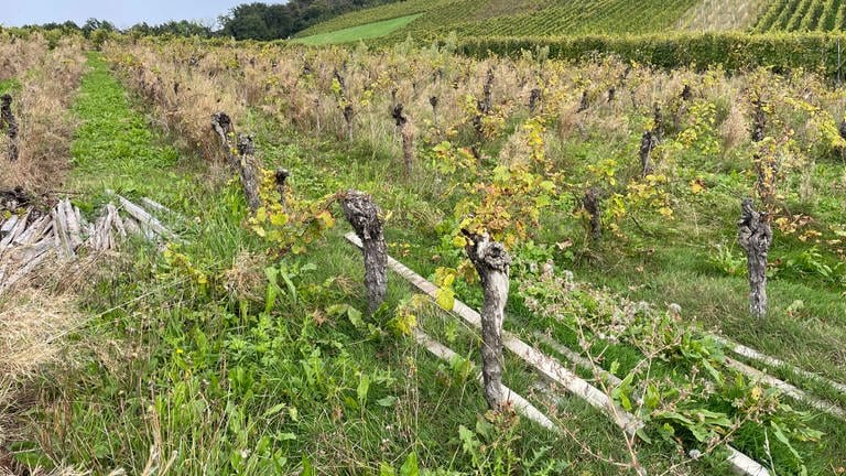 Die Pflanzen der brachliegenden Flächen wuchern in Bühl-Eisental in die benachbarten Weinberge.