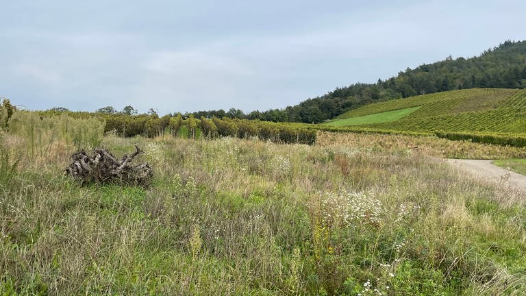 Mehr als nur Brombeerhecken: In Bühl-Eisental sind die brachliegenden Flächen bereits mit Unkraut überwuchert.