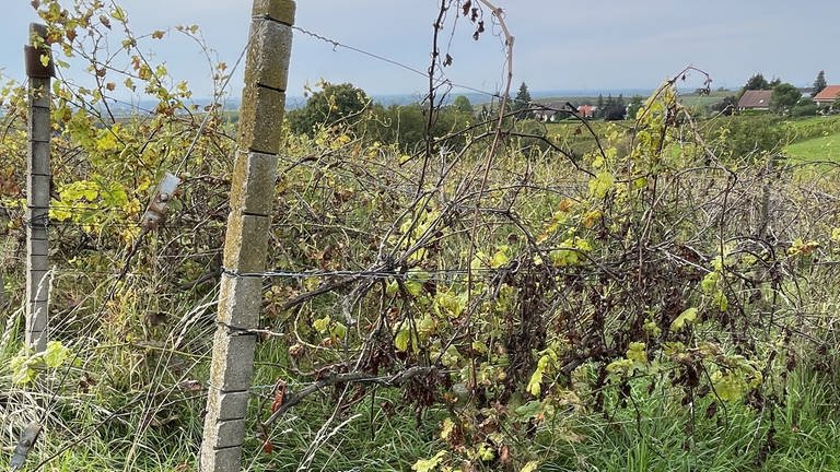 Schädlinge und Pilzbefall machen den Weinreben in Bühl-Eisental zu schaffen.