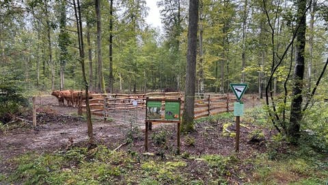 Kreis Calw: Waldweide mit Rindern zu Ziegen zur Populationsstärkung von Fledermäusen