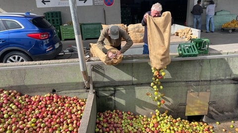 Brettacher und Co: Alte Apfelsorten sind echte Gen-Schatzkisten