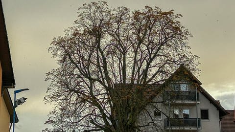 In diesem Baum in Waldbronn hing das Nest der Asiatischen Hornissen. Beim Versuch, dieses zu entfernen, erlitt ein Gemeindemitarbeiter einen allergischen Schock.