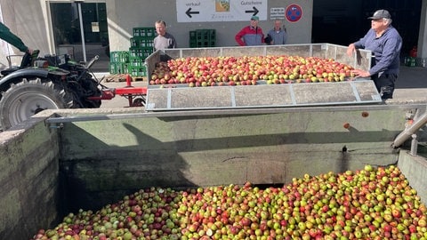 Tonnenweise Bioäpfel bei der Streuobstinitiative Karlsruhe