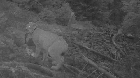 Der weibliche Luchs Finja, aufgenommen von der Fotofalle