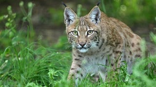 Ein Luchs im hohen Gras. In Karlsruhe ist der Bau von einem Koordinierungsgehege gestartet. Hier sollen die Tiere auf die Auswilderung vorbereitet werden.