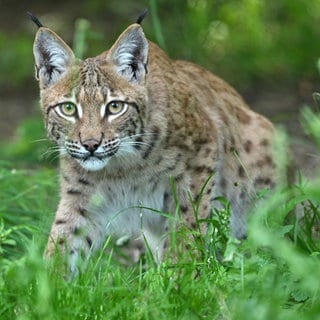 Ein Luchs im hohen Gras. In Karlsruhe ist der Bau von einem Koordinierungsgehege gestartet. Hier sollen die Tiere auf die Auswilderung vorbereitet werden.