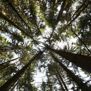 Bäume im Naturpark Schwarzwald. (Symbolbild)