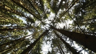 Bäume im Naturpark Schwarzwald. (Symbolbild)