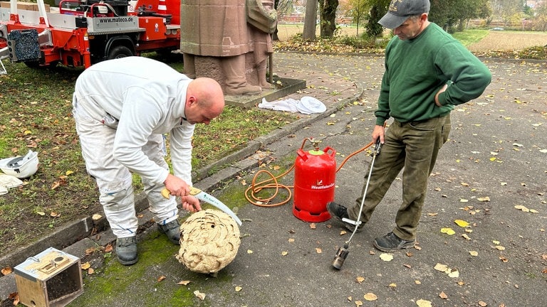 Mit einer Baumsäge wird das Nest zerteilt, das das Innenleben freilegt. Anschließend wird es verbrannt.