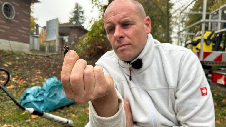 Die Drohnen der Asiatischen Hornisse haben keine Stachel. Darum kein Problem, in die Hand genommen zu werden.