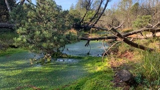 Das Moor am Kaltenbronn. Grabensperren sollen für ausreichend Wasser sorgen.