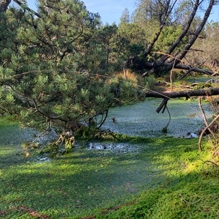 Das Moor am Kaltenbronn. Grabensperren sollen für ausreichend Wasser sorgen.