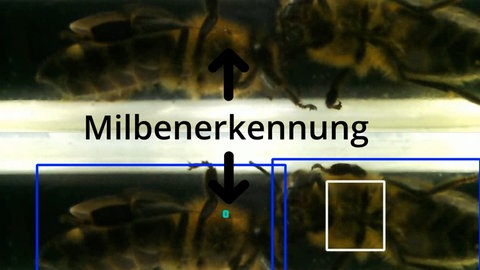 Kamerabild mit automatischer Milbenerkennung - auf einer Biene wird eine Varroamilbe markiert.