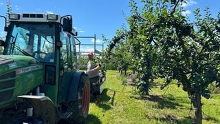 Obstbauer Höß erntet Traktorladungen von Zwetschgen auf seinem Acker in Otterweier (Kreis Rastatt)