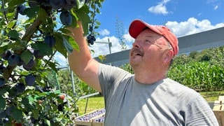 Obstbauer Andreas Höß pflückt Zwetschgen auf einem Acker in Otterweier (Kreis Rastatt)