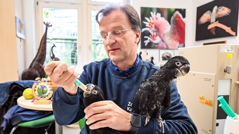 Matthias Reinschmidt, Direktor des Karlsruher Zoo, füttert ein rund zwei Monate altes Banks-Rabenkakadu Junges. 