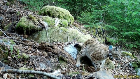 Foto von Luchs Toni. Er soll zusammen mit Luchsin Finja Nachwuchs bekommen und die Luchspopulation wieder aufbauen.