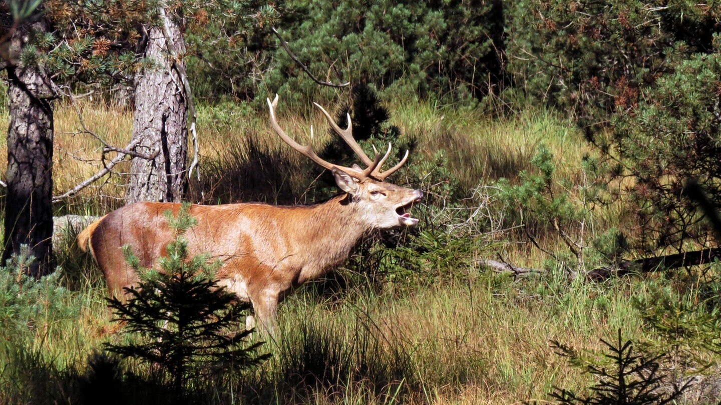 Röhrender Hirsch im Nationalpark Schwarzwald, der zehnjähriges Bestehen feiert.