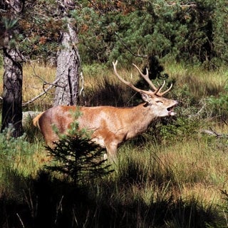 Röhrender Hirsch im Nationalpark Schwarzwald, der zehnjähriges Bestehen feiert.