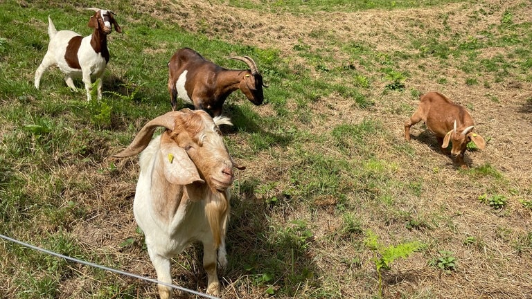 Die Ziegenfreunde Bermersbach haben in dem Ortsteil von Forbach Heuhütten am Ziegenpfad renoviert.