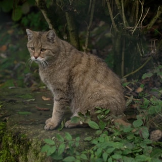 Luchs im Wildkatzendorf Hütscheroda in Thüringen.