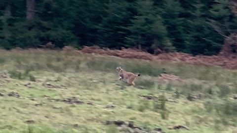 Luchs Verena ist im Nordschwarzwald ausgewildert.