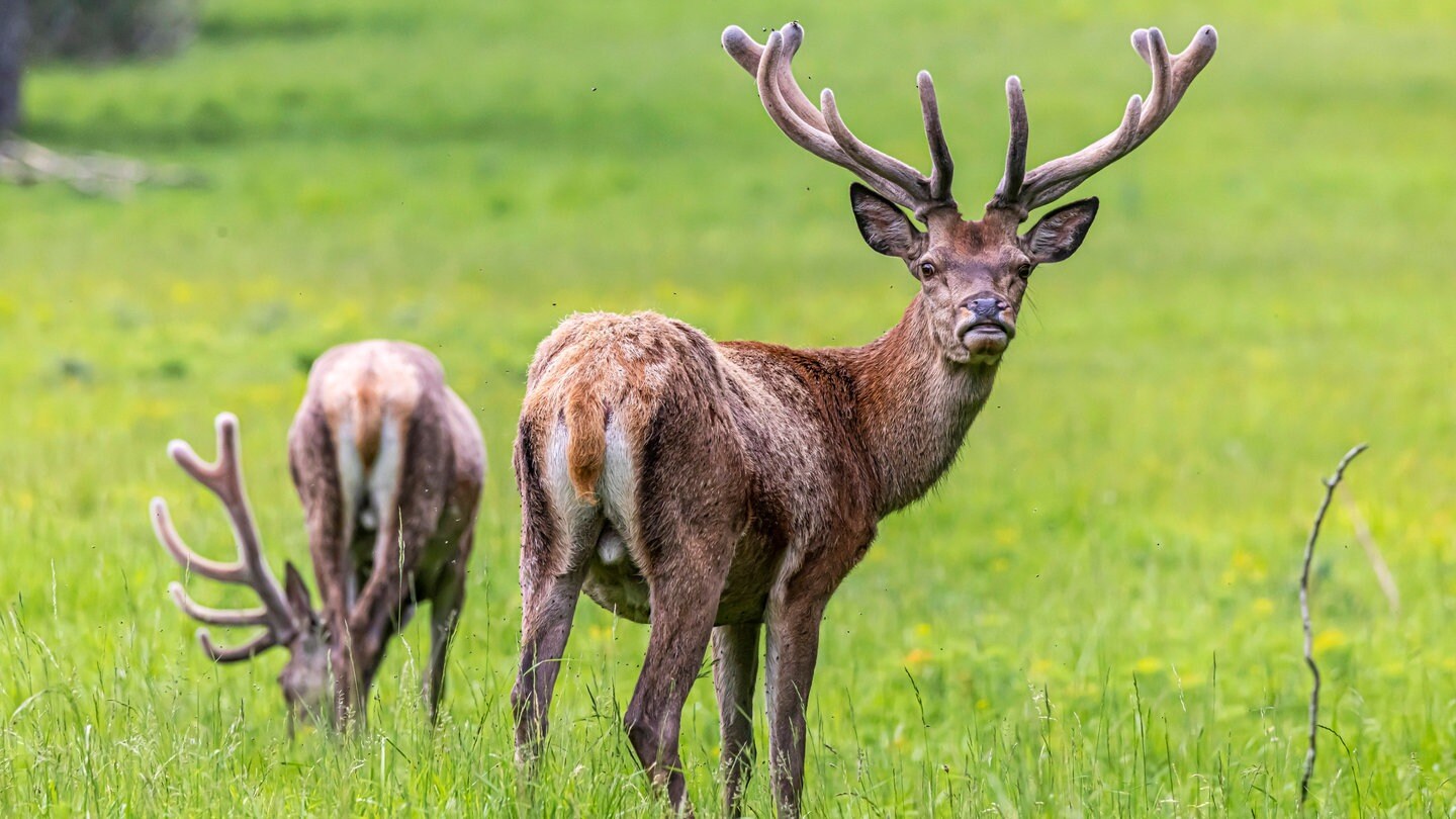 Symbolbild: Rotwild steht auf einer Wiese. Immer mehr junge Menschen machen ihren Jagdschein. Ein Jäger aus Hügelsheim erzählt, wieso es für ihn eine Lebenseinstellung ist.