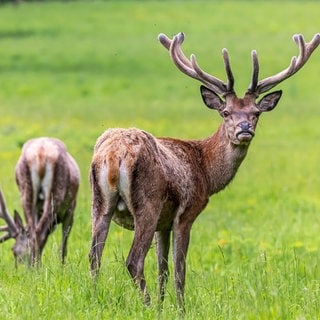 Symbolbild: Rotwild steht auf einer Wiese. Immer mehr junge Menschen machen ihren Jagdschein. Ein Jäger aus Hügelsheim erzählt, wieso es für ihn eine Lebenseinstellung ist.