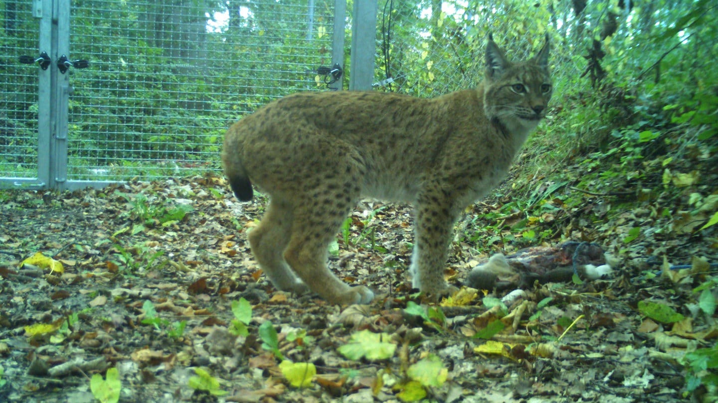 Eine Luchskatze ist im Nordschwarzwald ausgewildert worden.