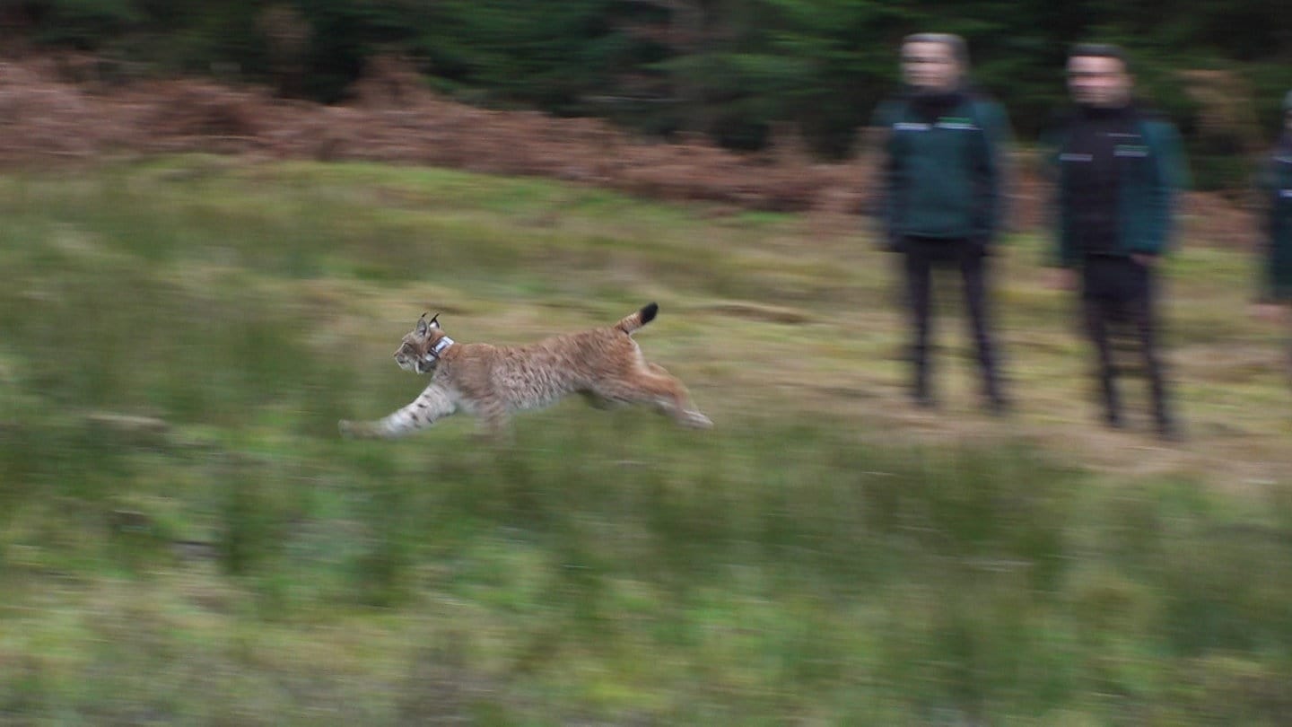 Luchs wird ausgewildert