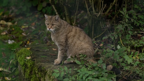 Wildkatze im Wildkatzendorf Hütscheroda in Thüringen.