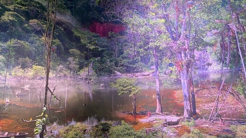 Auf dem neuen Panorama in Pforzheim ist der Regenwald zu sehen.