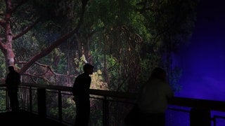 Auf dem neuen Panorama im Gasometer in Pforzheim ist der Regenwald zu sehen.