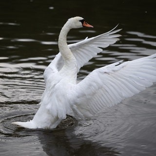 Auch in Forst im Landkreis Karlsruhe wurden jetzt im Tierpark zwei Vogelgrippe Verdachtsfälle gefunden  