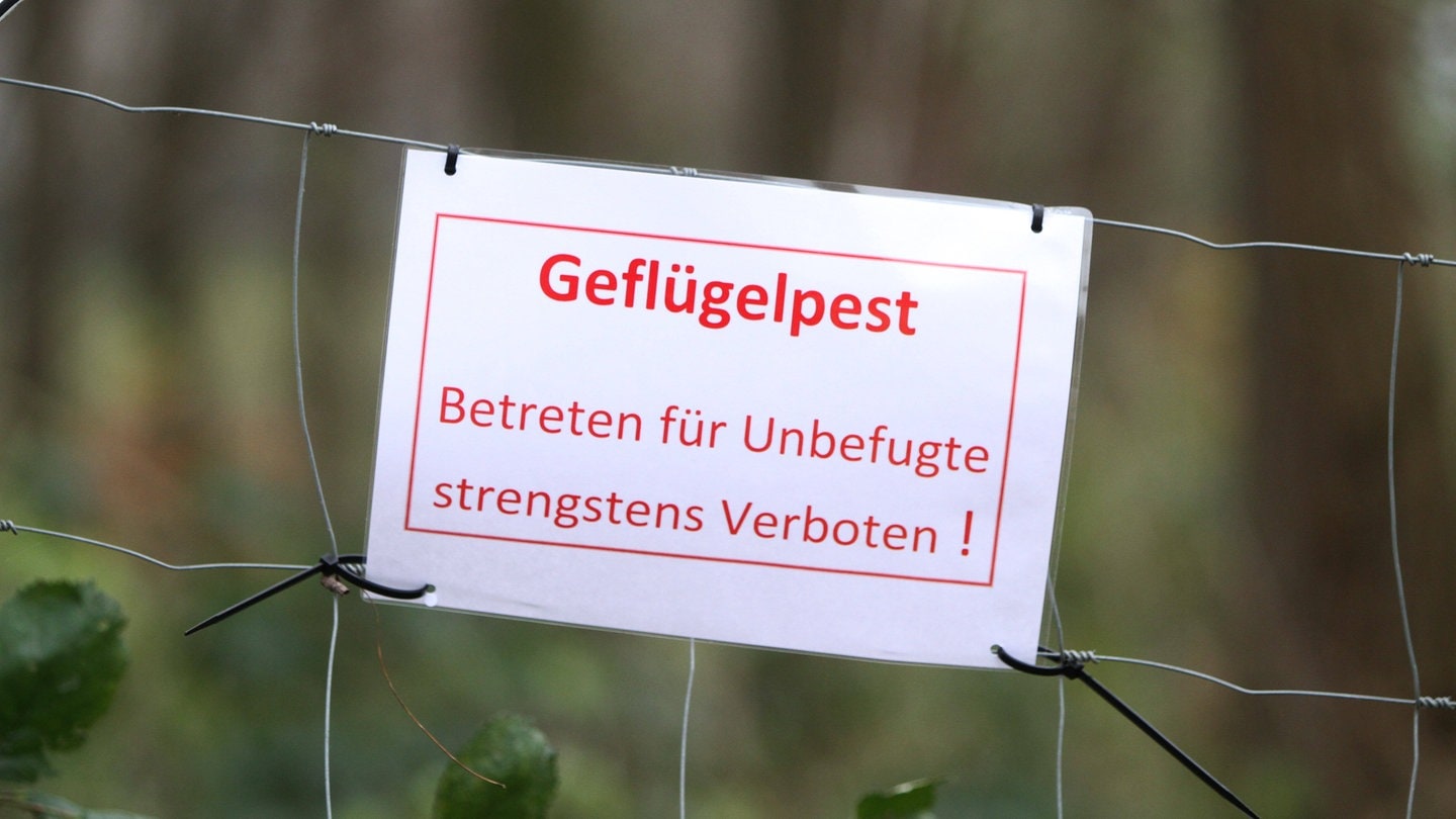 Ein Schild an einem Zaun weist auf den Ausbruch der Geflügelpest hin.