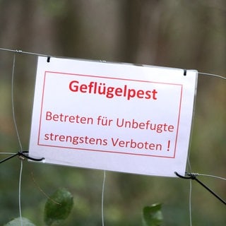 Ein Schild an einem Zaun weist auf den Ausbruch der Geflügelpest hin.