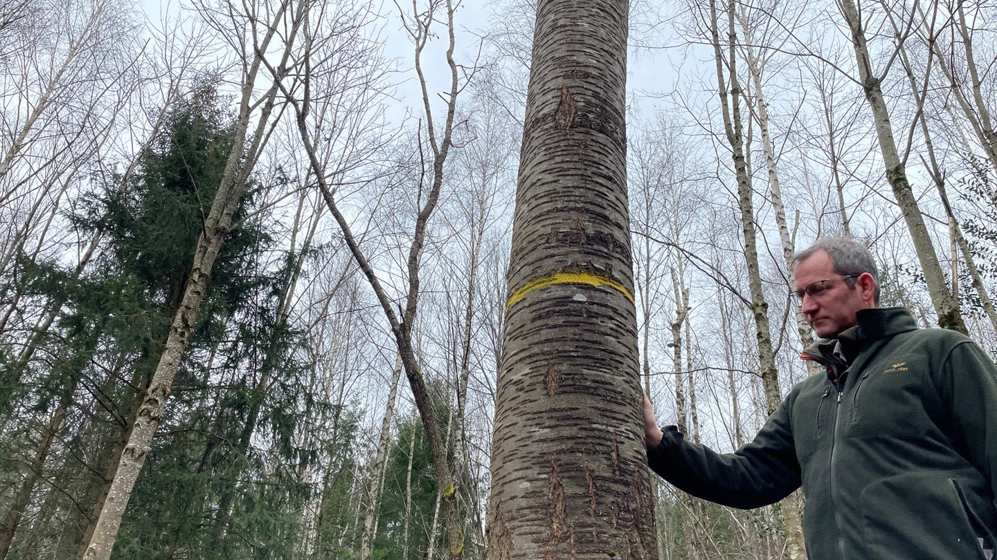 Der Orkan Lothar hat in Baden-Baden den Wald für immer verändert.