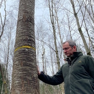 Der Orkan Lothar hat in Baden-Baden den Wald für immer verändert.