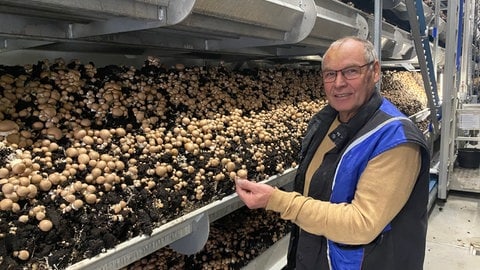 Hans Deckers, Seniorchef der Rheinischen Pilzzentrale, an den Beeten mit erntereifen Champignons am neuen Standort Philippsburg.