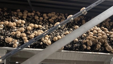 Die Rheinische Pilzzentrale aus GeldernNRW hat in Philippsburg eine neuen Standort eröffnet zur Zucht von Champignons 