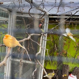 Im Vogelpark in Östringen sollen die Tiere vor der Vogelgrippe geschützt werden.